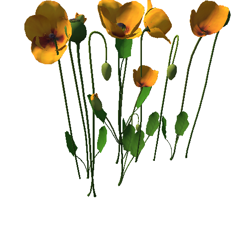 Papaveraceae flower_Orange